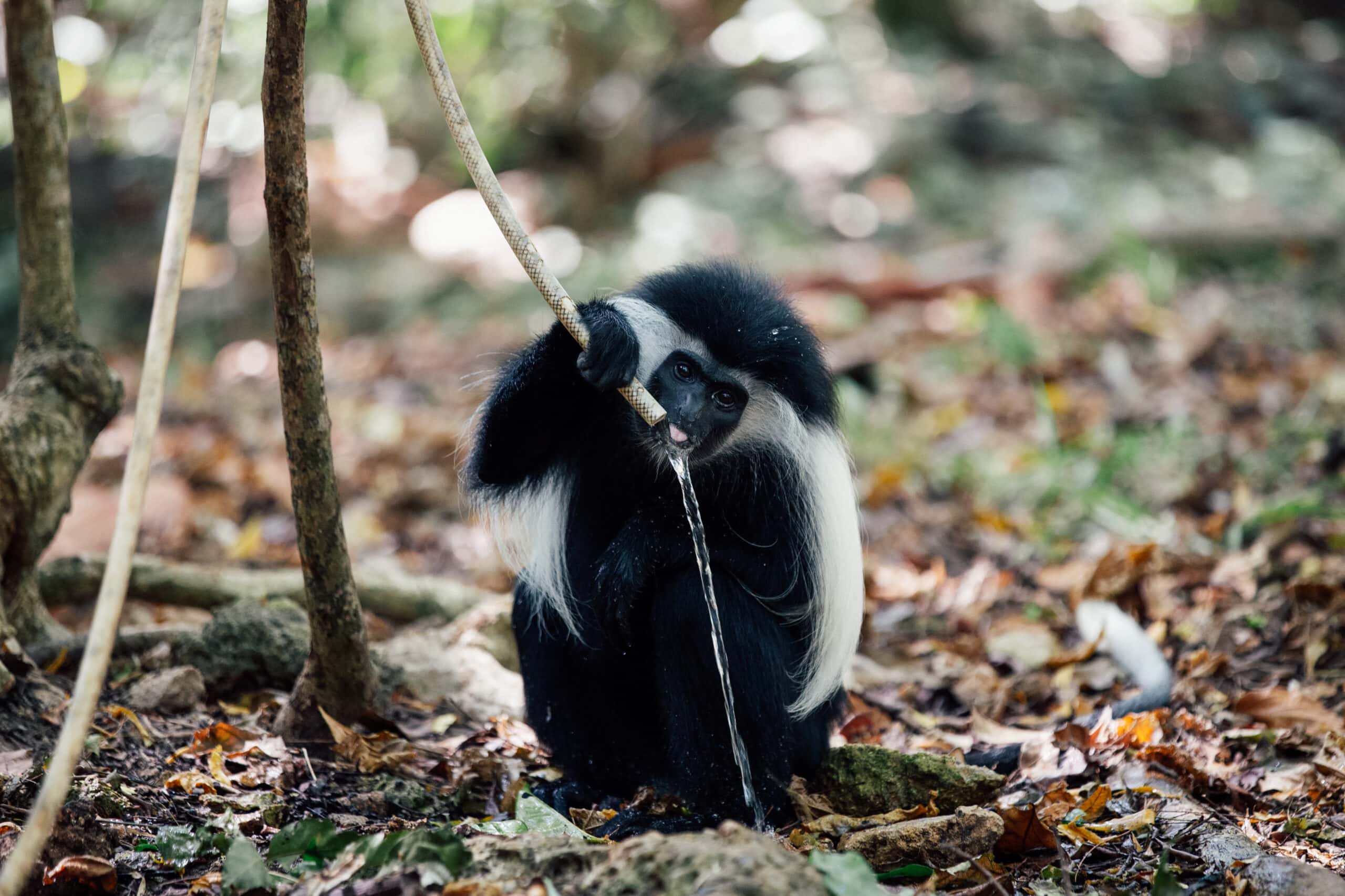 Colobus drinking from hose