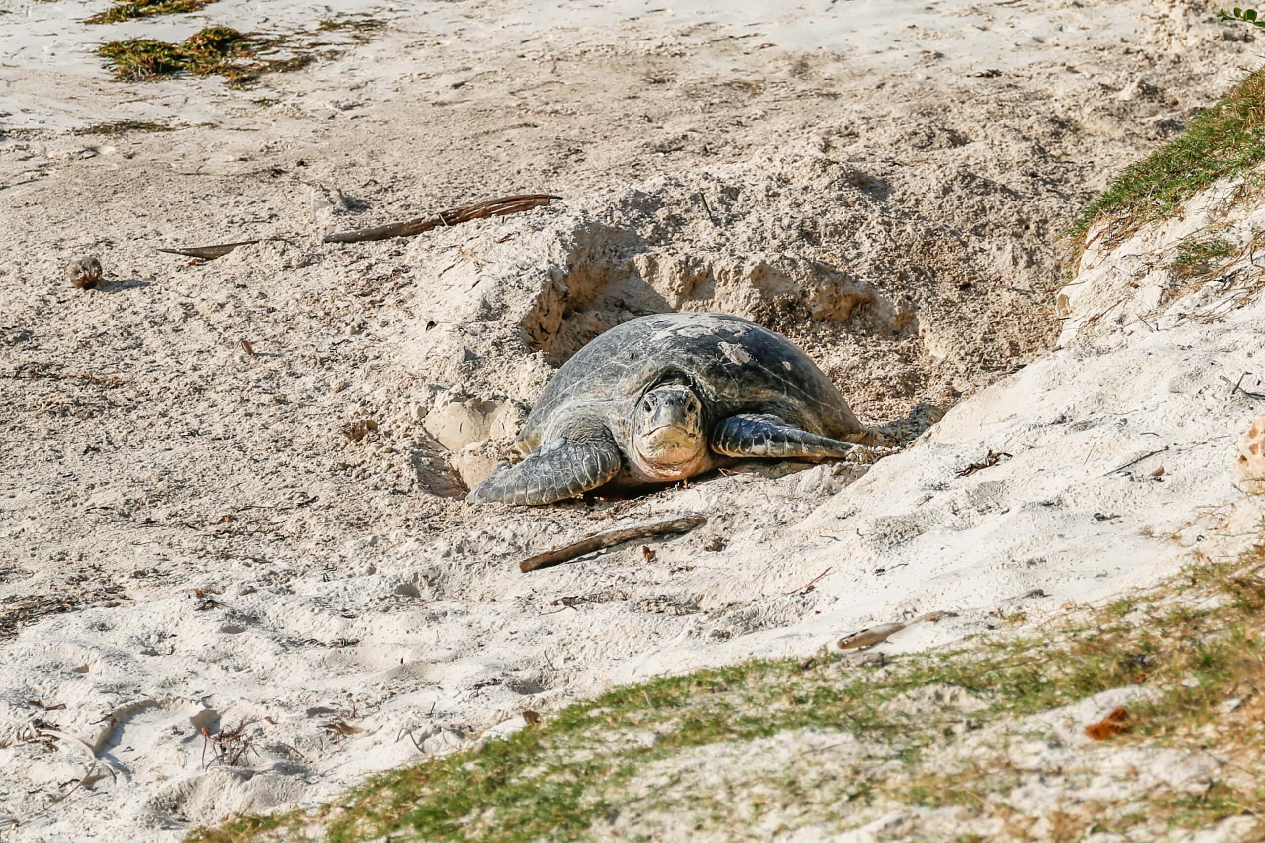 Turtle-1