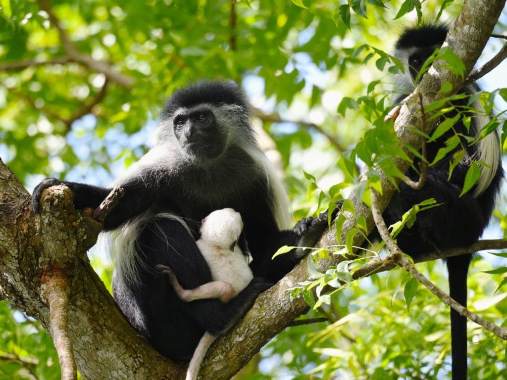 colobus-1024x768-1-2